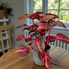 Iresine Herbstii Red Redstar