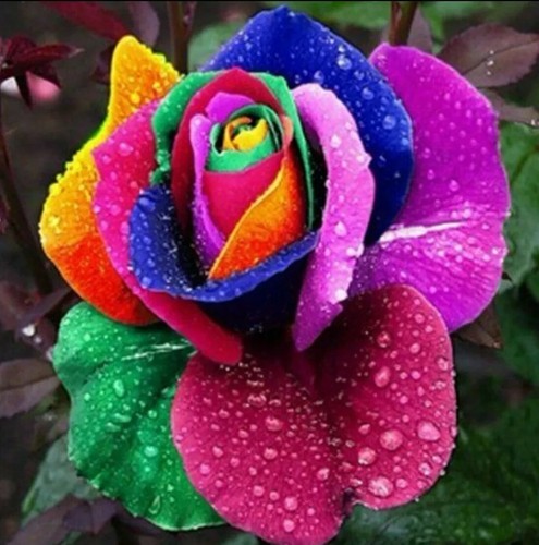 Rare multi colour rainbow - 20,