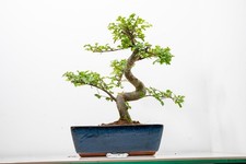 Bonsai Chinese Elm 25cm Blue
