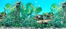19" Aquarium Background