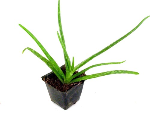 Potted aloe vera - aloe,
