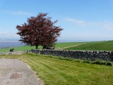 Photo 6x4 2 Aberdeen Angus