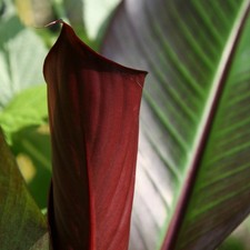 Ensete ventricosum Maurelii