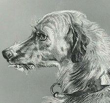 Head of Deerhound Landseer