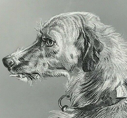 Head deerhound landseer - head,