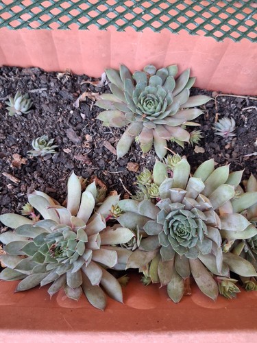 Cactus sempervivum purple - cactus,