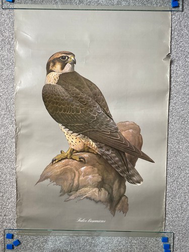 Vintage 1980s lanner falcon - vintage,