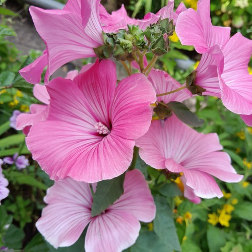 Large pink regis mallow - pink,