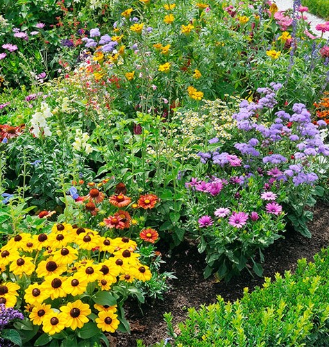 Perennial flower mix seeds - mix, x50
