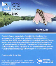 RSPB Pin Badge GNaH Scotland Special Twinflower (2020 Release) P01676