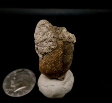 Real Fossil Dinosaur Egg Embro
