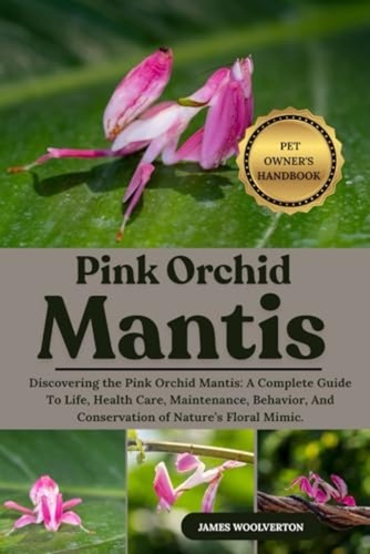 Pink orchid mantis - orchid,