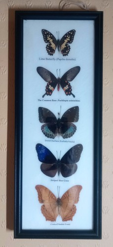 Asian butterflies 5 - asian, x