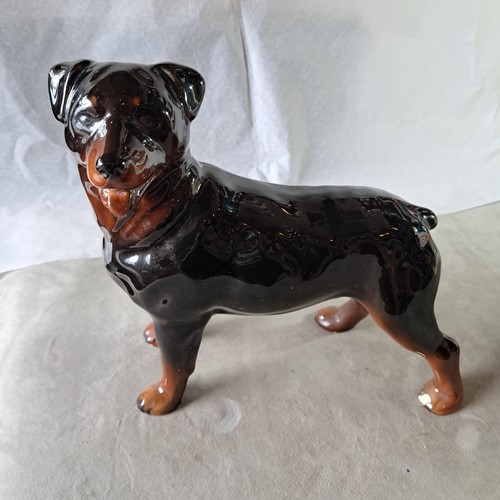 Vintage rottweiler dog - rottweiler,
