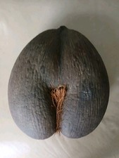 Coco De Mer. In Good Condition. Still "Hirsute". Dim31cmx24cm 1.8 Kos All Approx