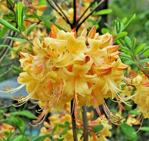 Rhododendron florida flame - rhododendron,