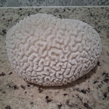Large natural brain coral - large,