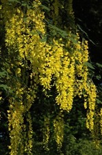 Laburnum