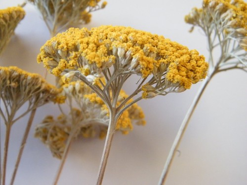 Dried achillea flowers - dried,
