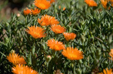 Orange Lampranthus Ice Plant -