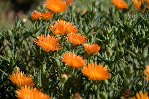 Orange lampranthus ice plant - lampranthus,