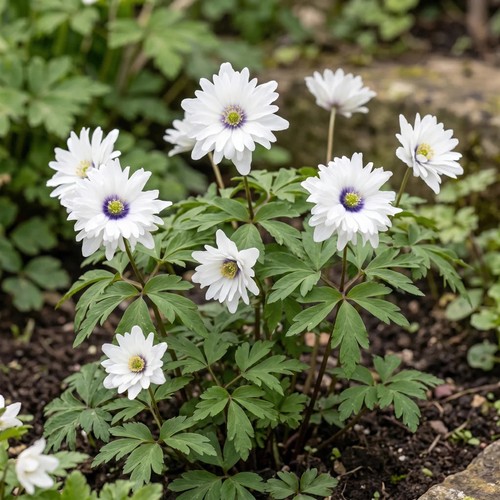 Anemone blue eyes - blue,