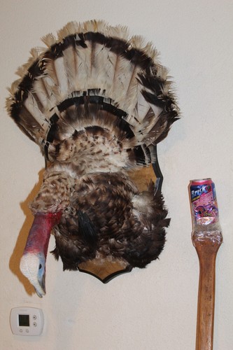 Turkey mount taxidermy - turkey,