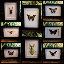 Real Insect Butterfly Frame