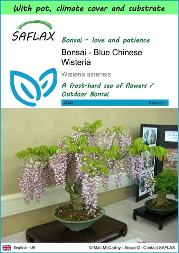 Saflax garden bonsai - saflax,