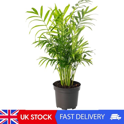 Chamaedorea elegans large - chamaedorea,