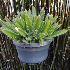 Hylocereus Undatus 'Dragon fruit' 1x 6 cm unrooted cutting