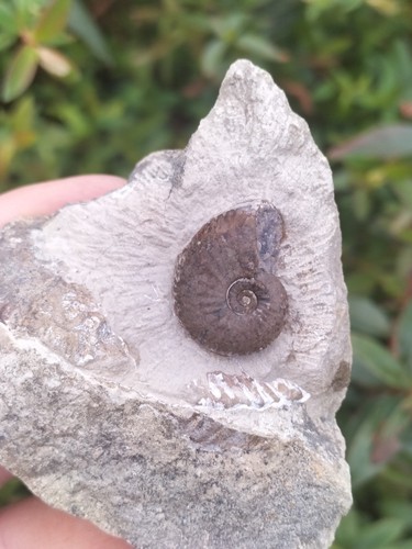 Stunning rare amaltheus - stunning,