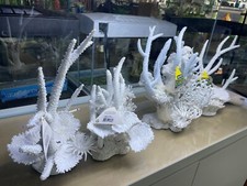 LARGE WHITE CORAL AQUARIUM