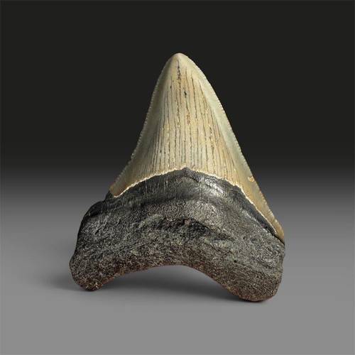 Megalodon tooth fossil shark - fossil,