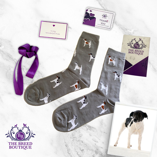 Smooth fox terrier - smooth, socks