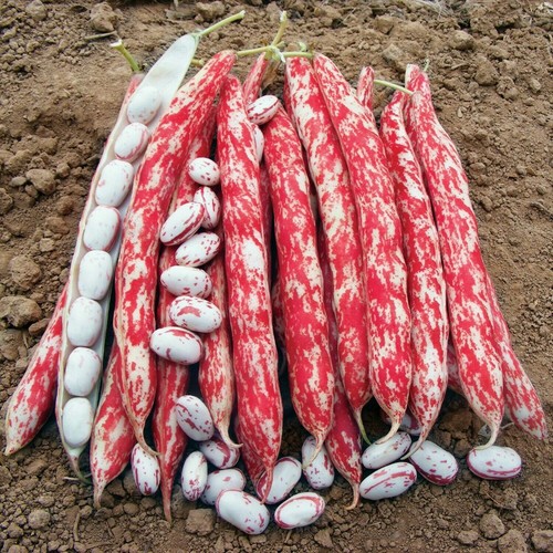Fire bean borlotto ligue di - ligue,