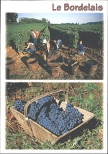 Bordeaux Wine Region Vineyard