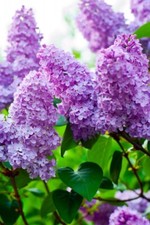 Lilac Tree Sapling - Hardy Ornamental Plant | Akplants