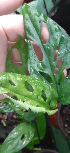 Swiss cheese monstera - 1,