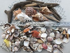 Huge Beautiful Seashells 5+