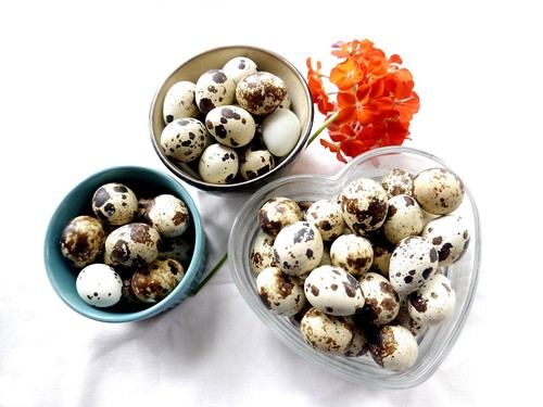Premier quail eggs - premier, eating