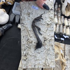 Beautiful Wall Hanging Of Real Animal Bone Crow foor Carion On A Real Birch Bark