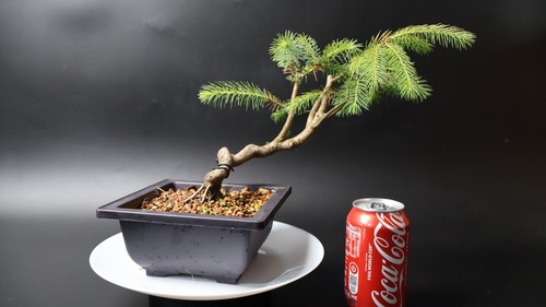 Spruce bonsai tree - spruce,
