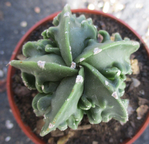 Astrophytum myriostigma - astrophytum,