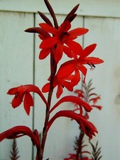 WATSONIA ANGUSTA  SPRING BULB