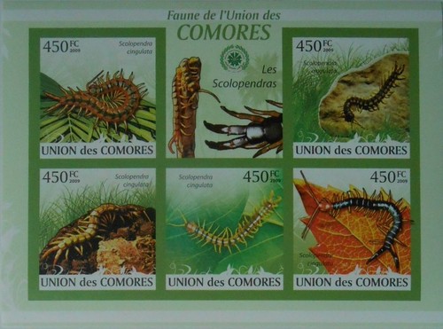 Centipede scolopendra wildlife - scolopendra,