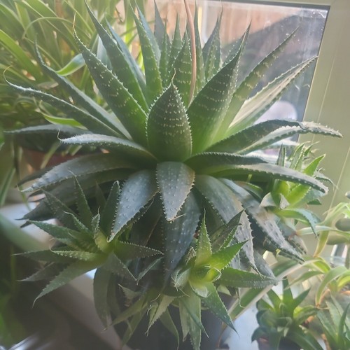 Aloe nobilis pups - aloe,