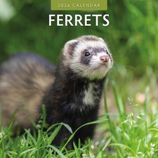 Ferrets 2026 Square Wall