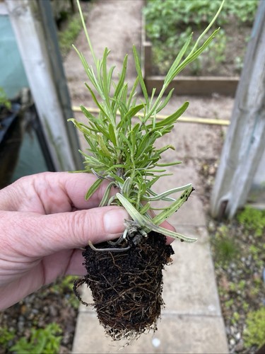 English lavender large - x,