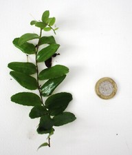 Mounted Marcgravia Species Choose - Rare Shingle Terrarium Vivarium Plant 